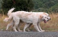Maremmen Abruzzen Sch�ferhund - Cane da pastore Maremmano-Abruzzese